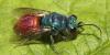 Chrysis inaequalis